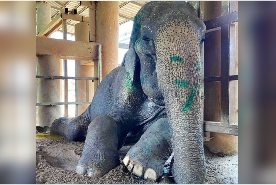 Rescued Elephant Lays Down After 80 Years On Her Feet