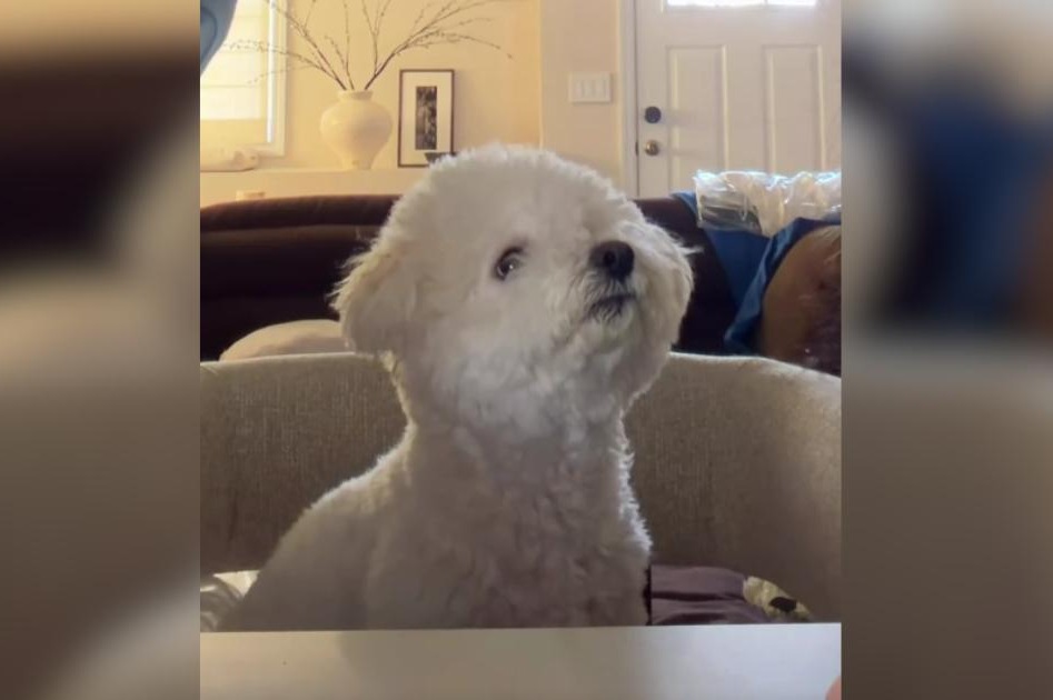 Couple Tries Viral Dog Test and the Results Were Brutally Clear