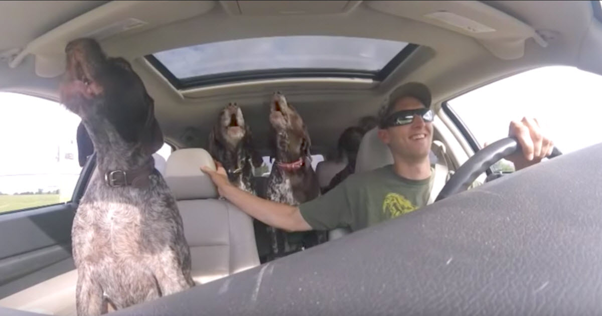 Dad Sets Up Camera To Show The 4-Gigantic Dogs ‘Go-Crazy’ On The Way To Their Favorite Place