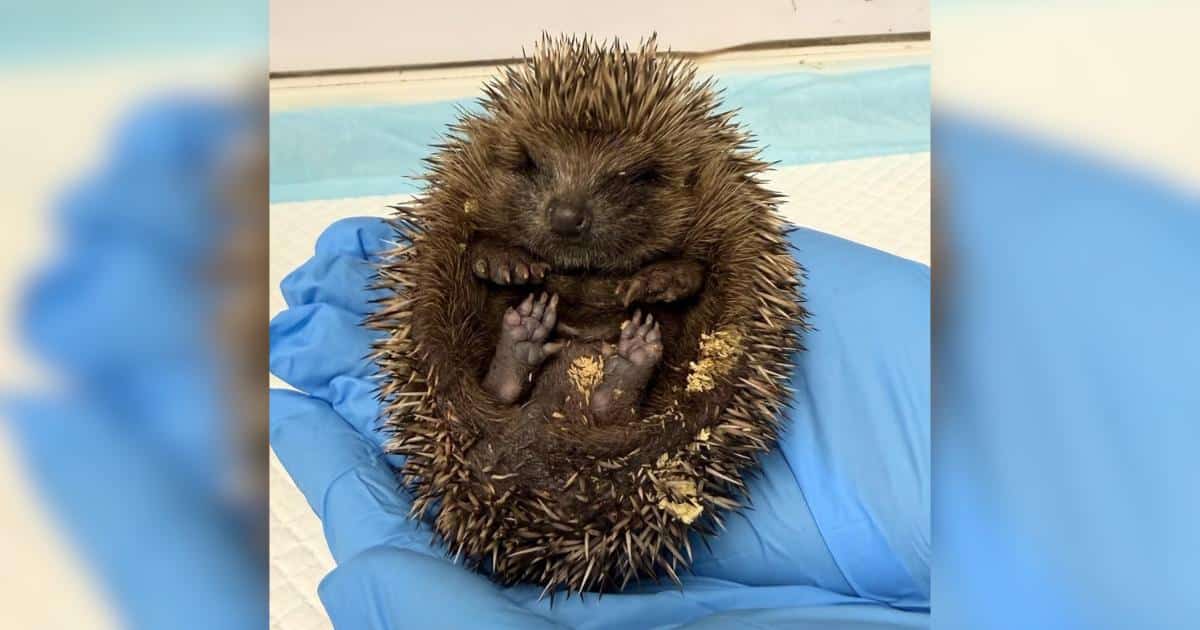 A Tiny Threat Nearly Cost This Young Hedgehog Its Life