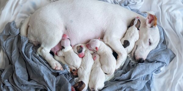 Mama Dog and Her Puppies Locked In Cages for Two Weeks Without Food or Water