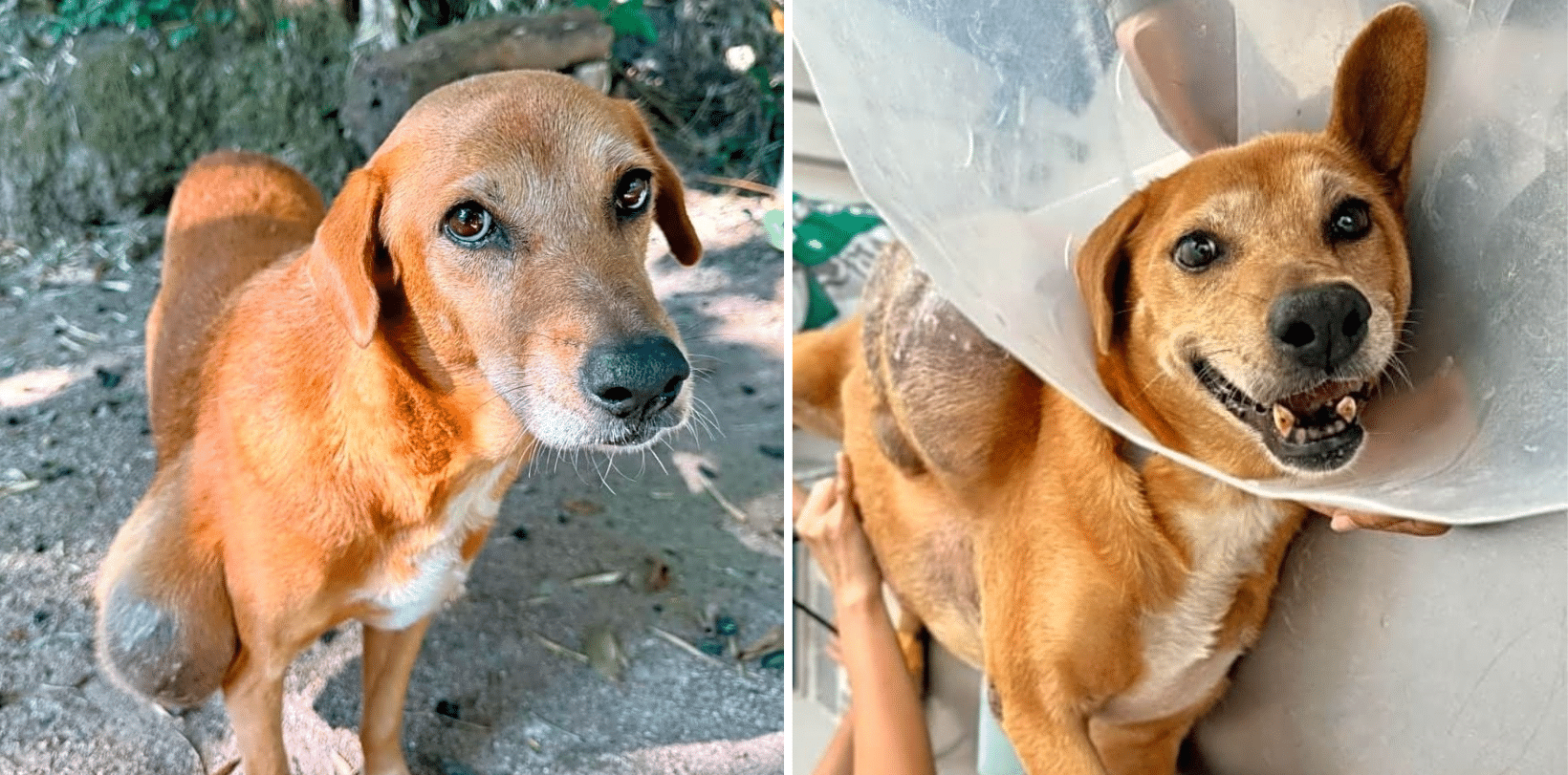Give Gigi a Fresh Start: Help Remove the Mass Holding Her Back