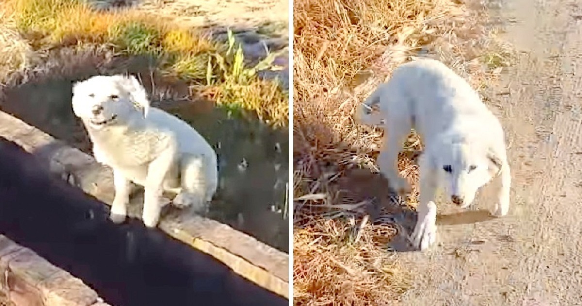Puppy Was ‘Dumped’ By Owner In Middle Of Nowhere, Chases Jogger And Begs To Be Rescued