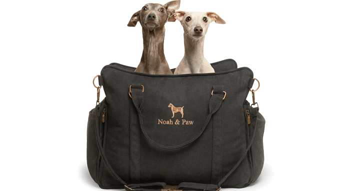 Dog Parents Are Losing It Over This New Gear—Find Out Why Before It Sells Out!