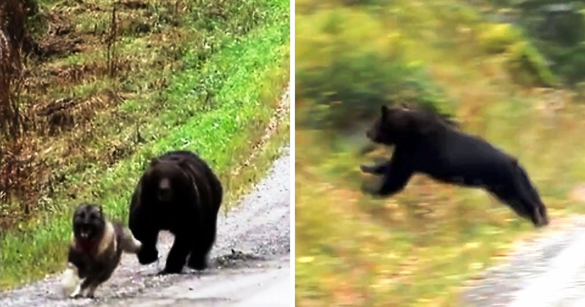 Dog Being Chased By ‘Angry’ Bear Sees No Escape, Panicked Owners Freezed In Fear