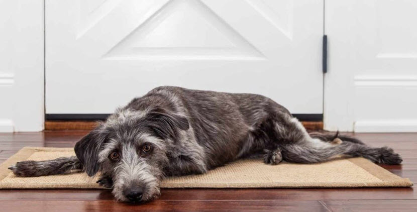 What Causes Separation Anxiety In Dogs & What Can You Do To Help?