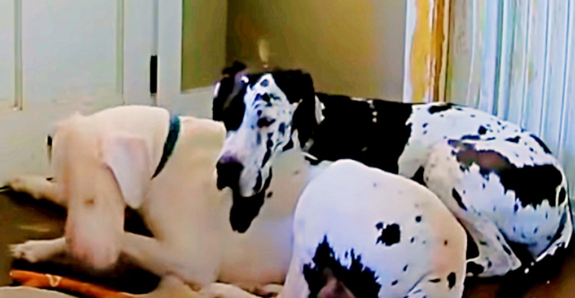 Great Dane ‘Pours Her Love’ Onto Foster Brother Terrified Of Being Alone
