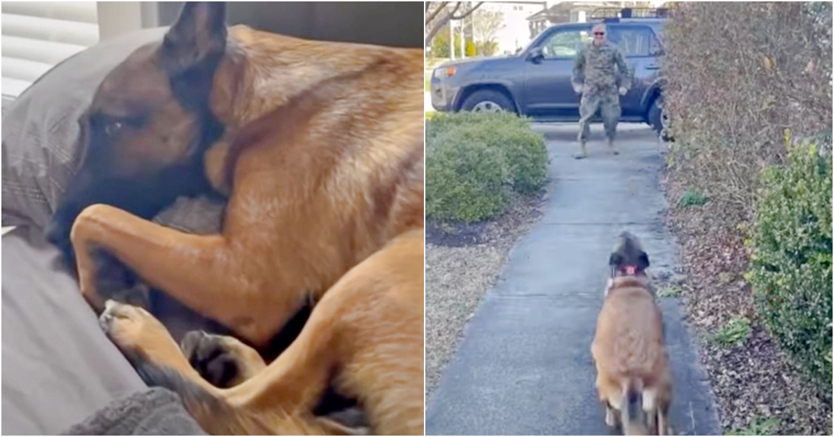 After Sulking For “A Million Dog Moments,” She’s Told Daddy’s Coming Home