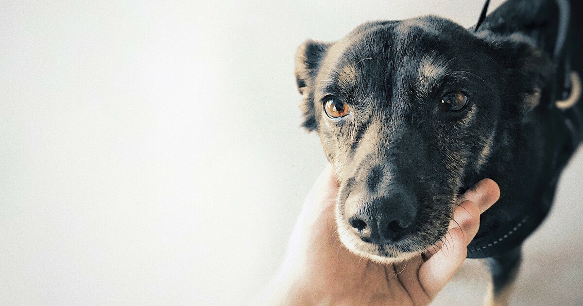 10 Best Eye Supplements for Dogs