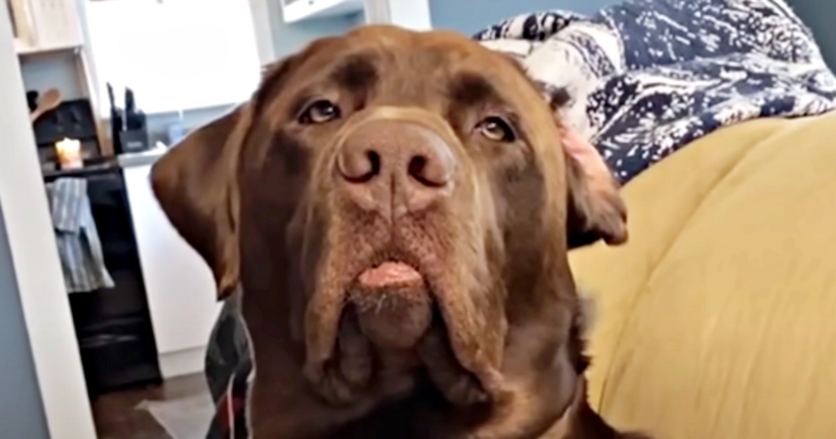Lab Pouts Like A Human When He Doesn’t Get His Way