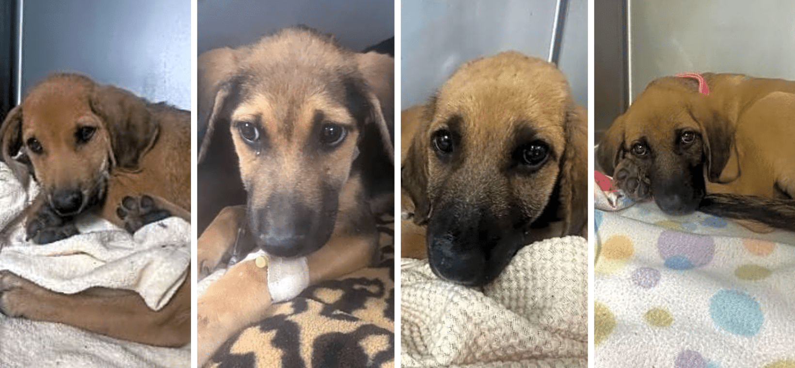 Four Deathly Ill Puppies Found Dumped On Roadside
