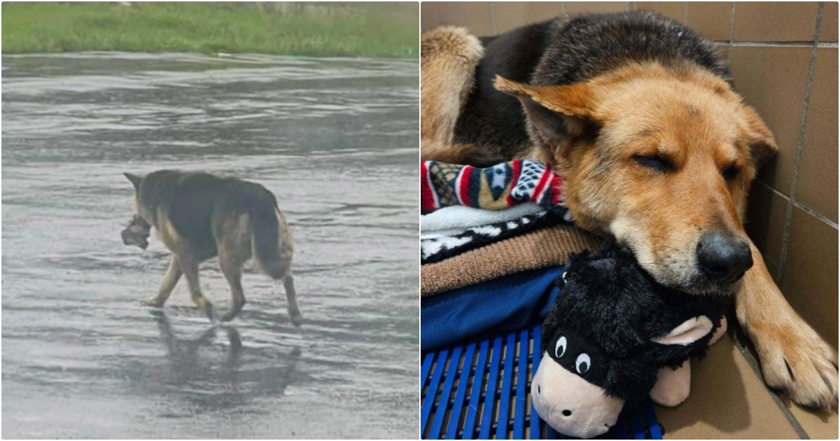 All She Had Was Her Toy And Memory Of Her Owner Etched Deep Inside