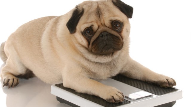 7 Vet-Recommended Tips To Help Your Dog Lose Weight