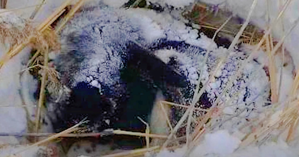 Traveling From Work, Guy Saw Something Black And Furry On Cliff