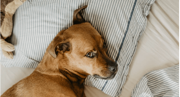 Science Confirms It: Yes Your Dog Should Sleep in Your Bed
