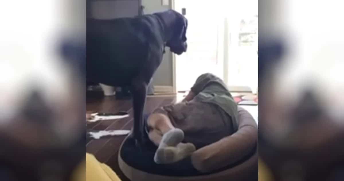 Great Dane Discovers Dad Napping In His Bed, Has ‘Hilarious’ Meltdown
