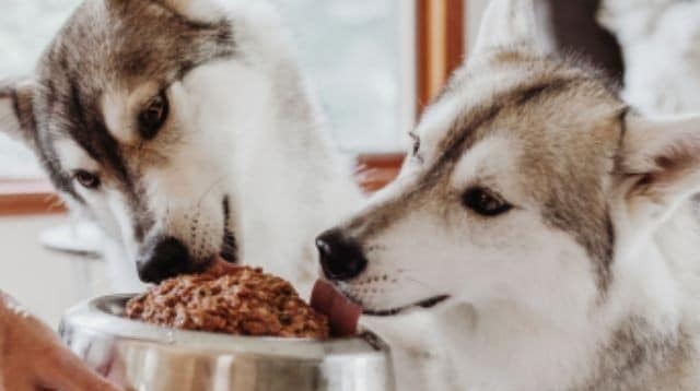 Could This Raw Diet Be the Health Upgrade Your Dog Needs?