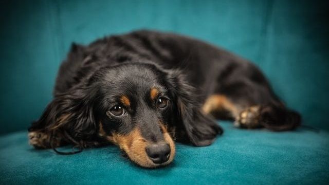 How Long Does CBD Stay In A Dog’s System?