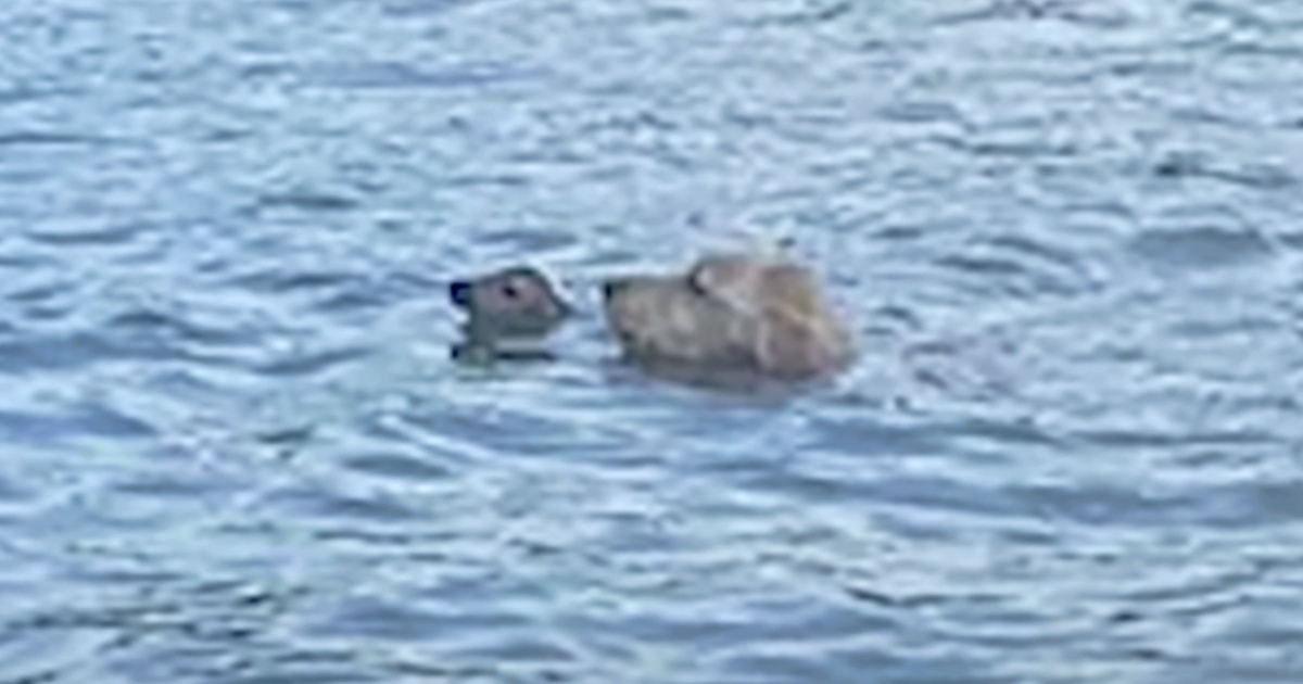 Dog Flees House To Aid Creature With Nose Barely Above Lake Water