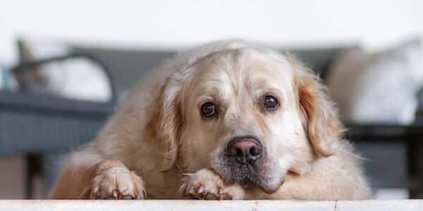 Justice for the Dog Brutally Beaten by a Pet Daycare Employee