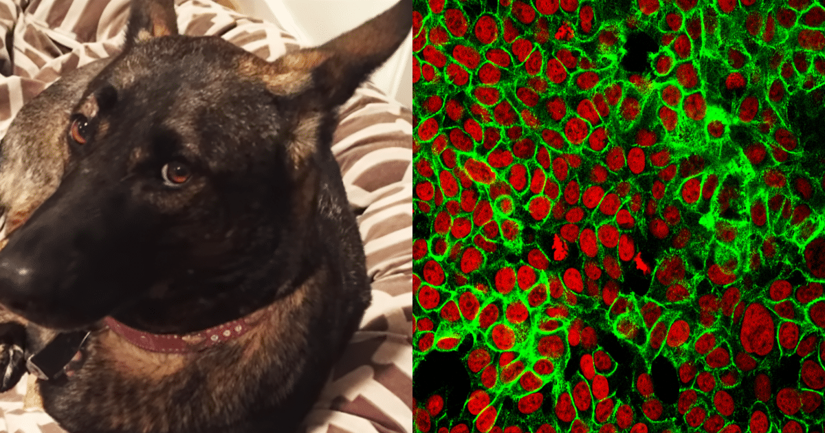 Shannen Doherty's Dog Bowie Was The Hero Who First Detected Her Cancer – Rest In Peace Shannen