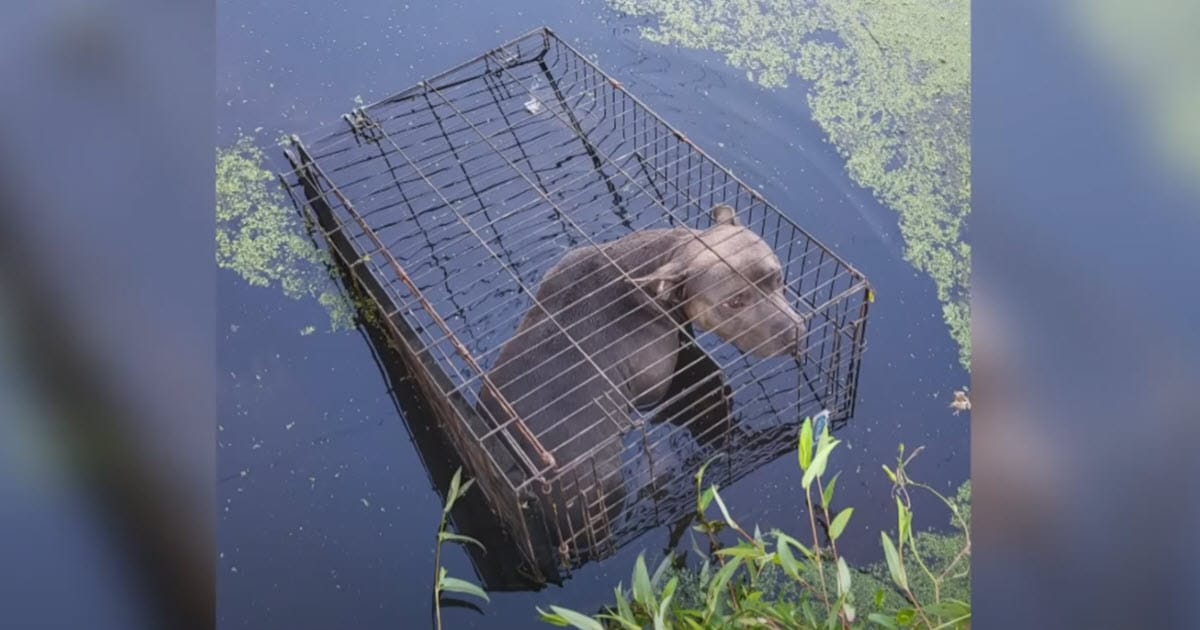 Dog Dumped in Swamp And ‘Left to Die’ Until A Man Showed Up