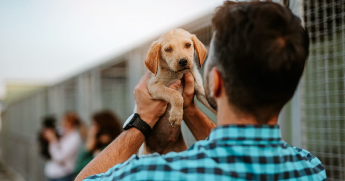 Shop These 13 Amazon Brands That Give Back to Dogs in Need