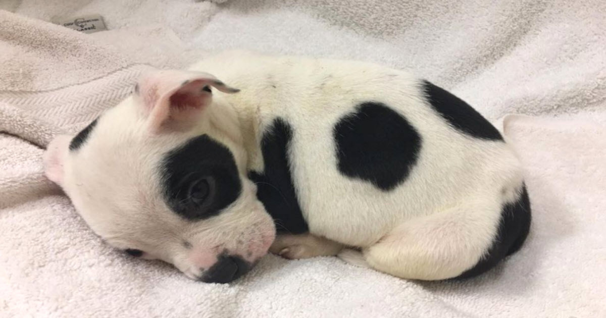 Pup ‘Thrown Out’ Because He’s Different Wanted Someone To Love Him The Way He Is