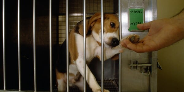 Saved From Cruelty, Now Bound For An Experiment Lab?!