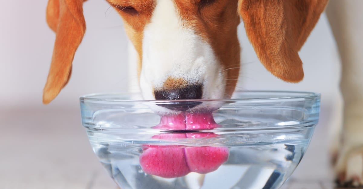 An Easy Trick For Your Dog’s Water Bowl To Improve Their Dental Health Greatly