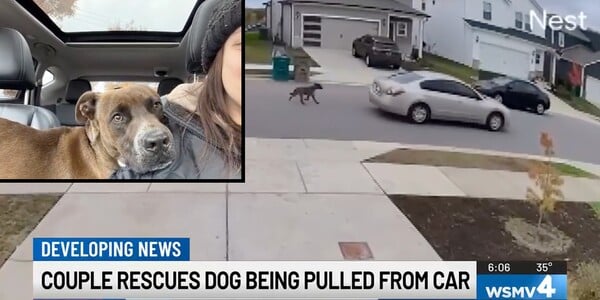Demand Justice for the Dog Dragged For Miles Behind a Car!