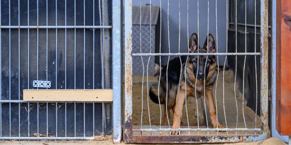 They Trusted Their Trainer, Now Ten Dogs Are Lost Forever