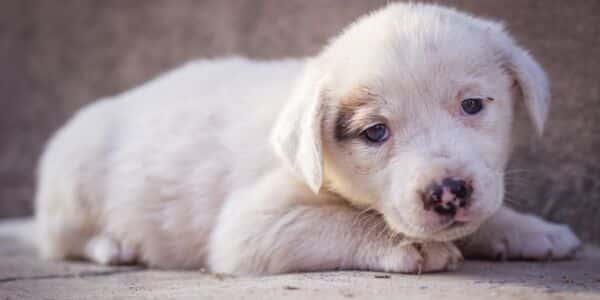 Stop Animal Torture on Facebook