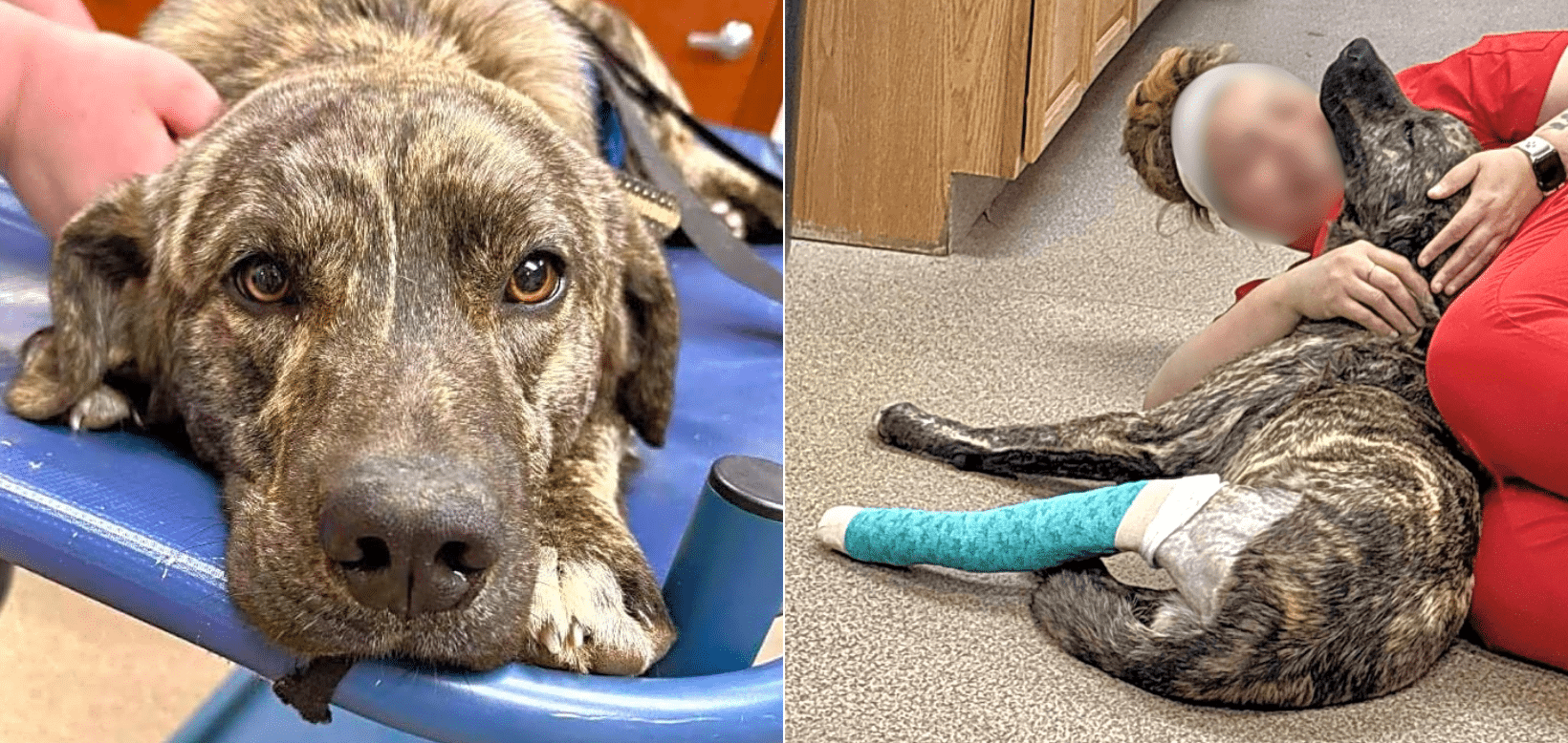 Hit By Car, William Was Left Dragging His Broken Body Back & Forth for 10 Days