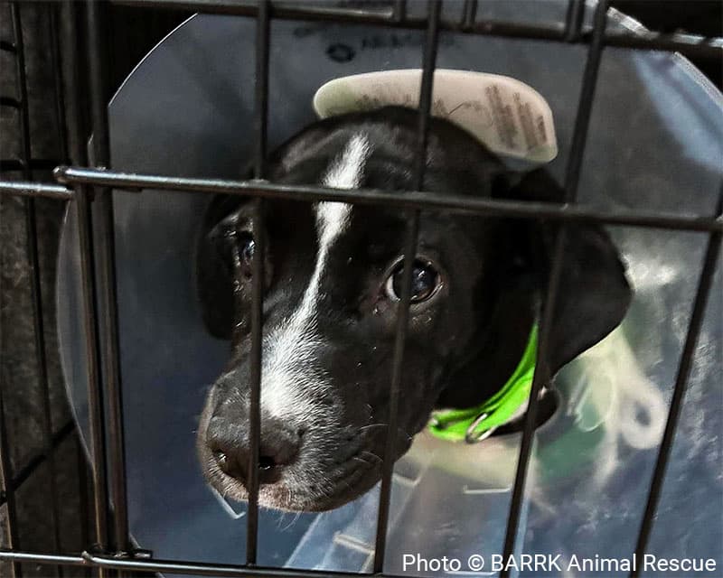 Dog in crate with a cone around his neck.