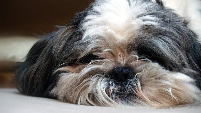 How CBD Oil May Help Your Dog or Puppy Sleep Better