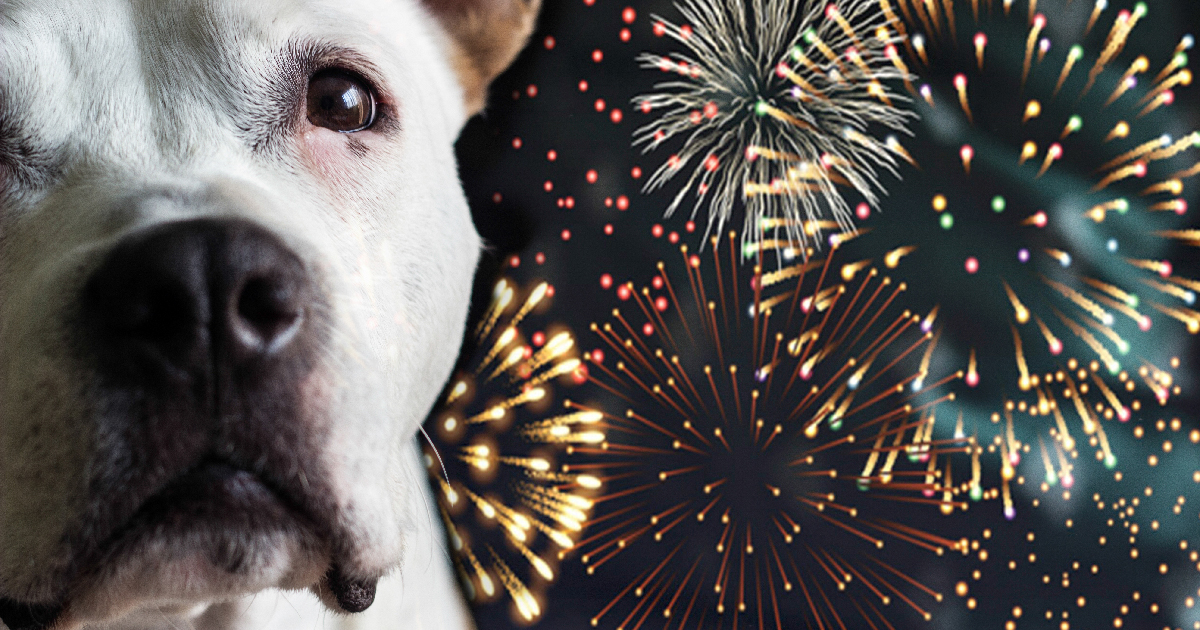 10 Best Dog Calming Supplements, Treats & Chews (+1 to Avoid)