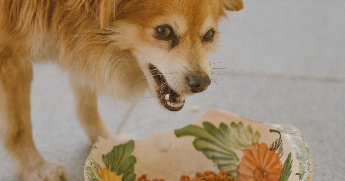 Why I’ll Never Give My Dog Any Other Allergy Supplement EVER again.