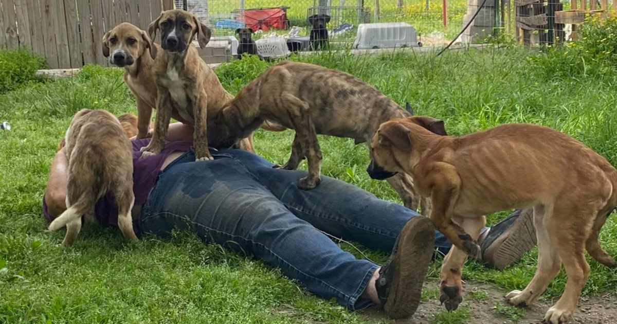 Starving Puppies Had To Fight For Food Until You Helped Save Them