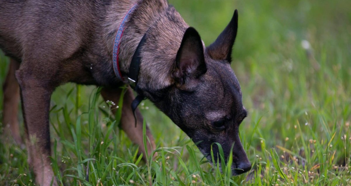 15 Curious Dog Breeds That Sniff Out Every Secret