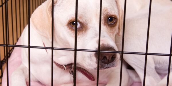 Dog Locked in a Crate and Starved Until She Suffered Physical Deformities