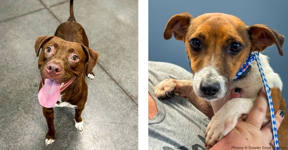 Dog in crate on tarmac looks into camera.