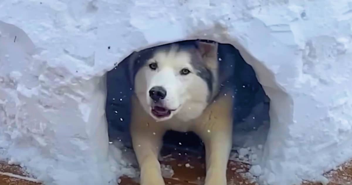 Guy Constructs A Personal Igloo For Husky Who Can’t Play In Snow
