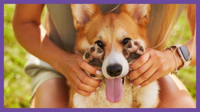 Say goodbye to stinky paws – ZYMOX® Funky Paws® is coming soon!