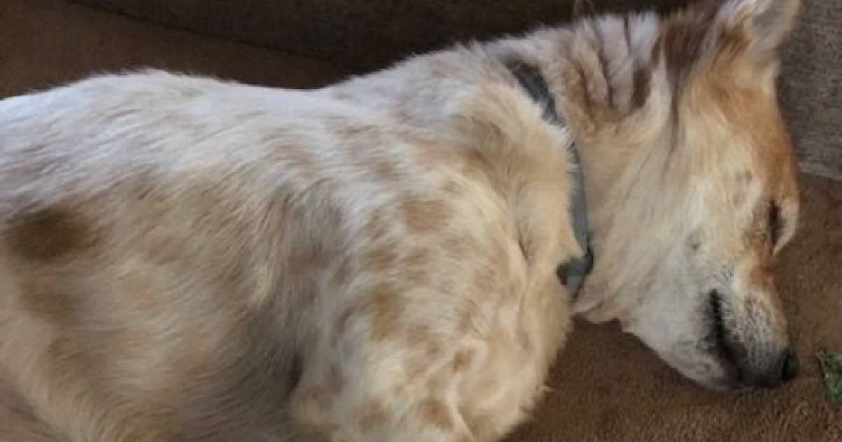 Abel Was Almost Euthanized But Thanks To YOU He Has A Happy Life