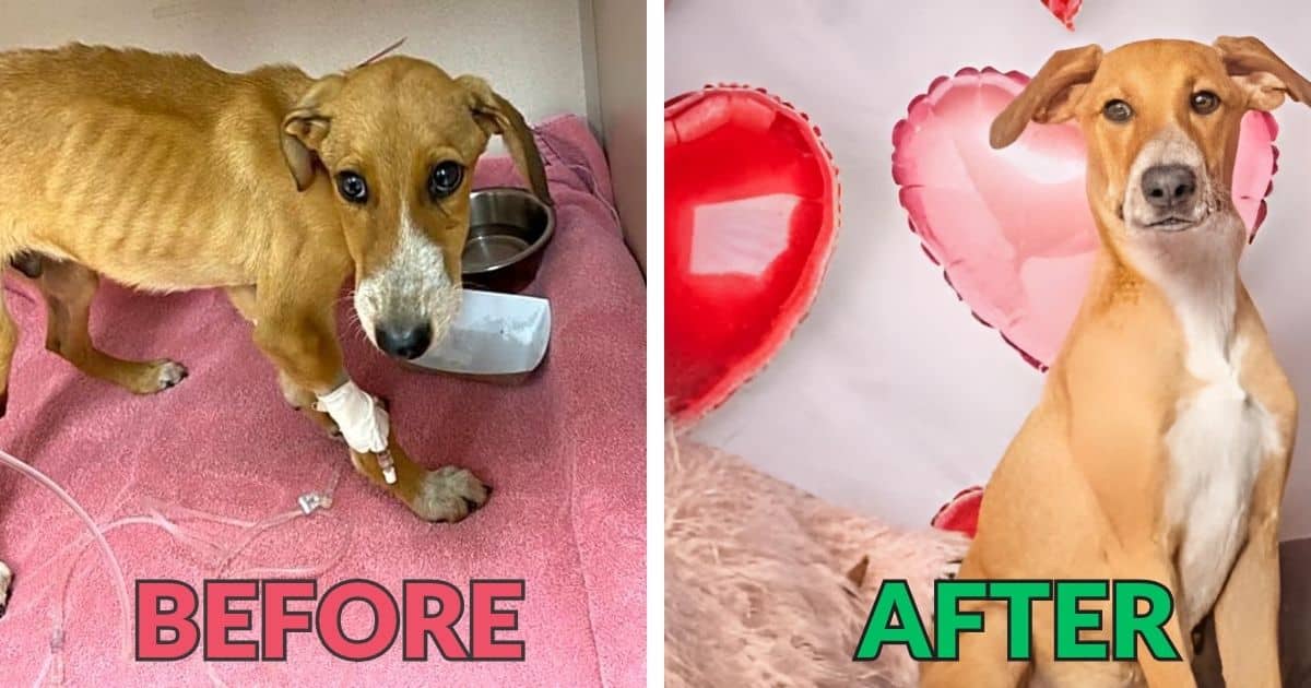 Buddy’s Story Took A Turn For The Better Just In Time