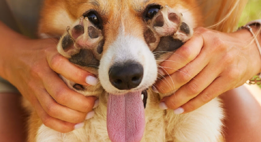 Corn Chip Paw Smell? Here's The Fix