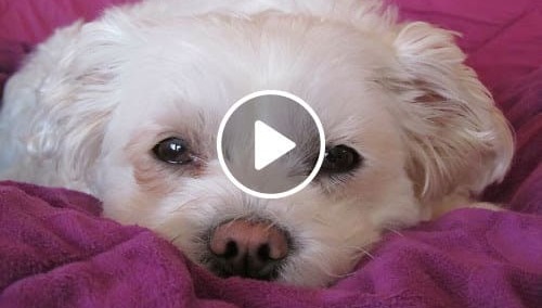 3 Warning Signs Your Pup Could Be Crying For Help (#2 Is Shocking)