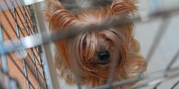 Dog Was Severely Neglected Locked in a Crate