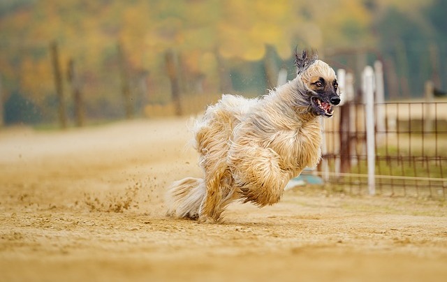 The 10 Least Obedient Dog Breeds